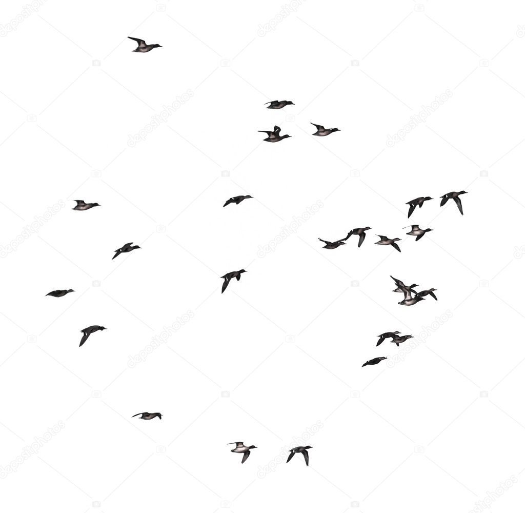 duck in flight on a white background