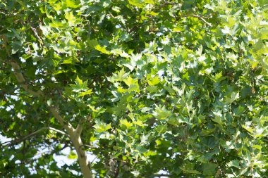 Doğa bir arka plan olarak