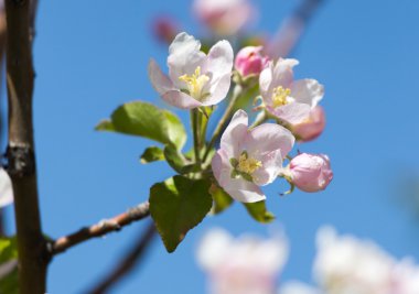 Doğa bir arka plan olarak