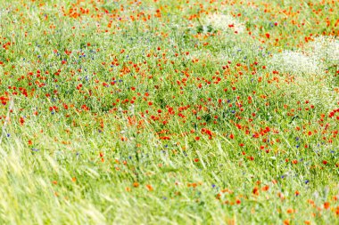 Doğa bir arka plan olarak