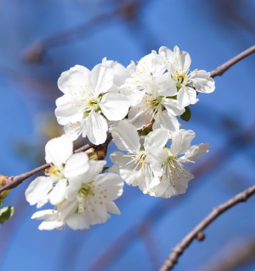 Doğa bir arka plan olarak