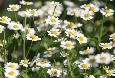 Doğa bir arka plan olarak