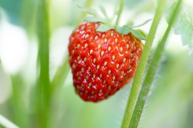 Doğa bir arka plan olarak