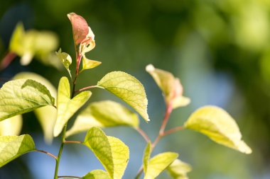 Doğa bir arka plan olarak