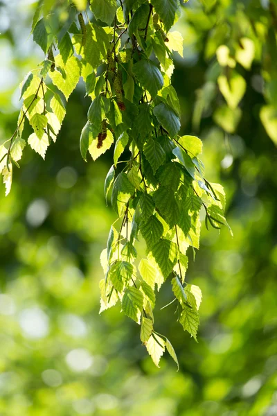 Natur som bakgrund — Stockfoto