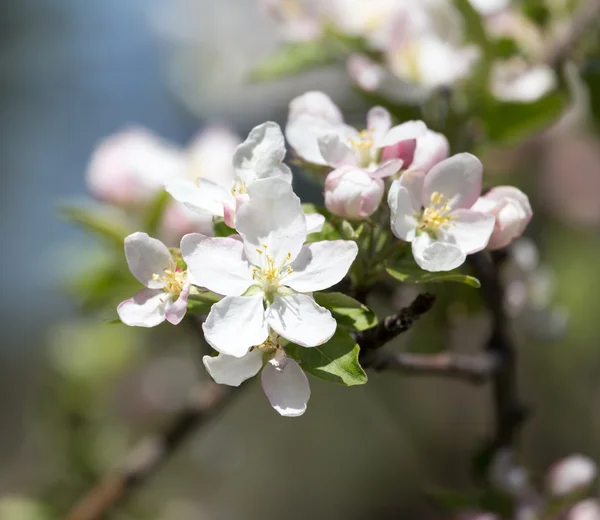 Natur als Hintergrund — Stockfoto