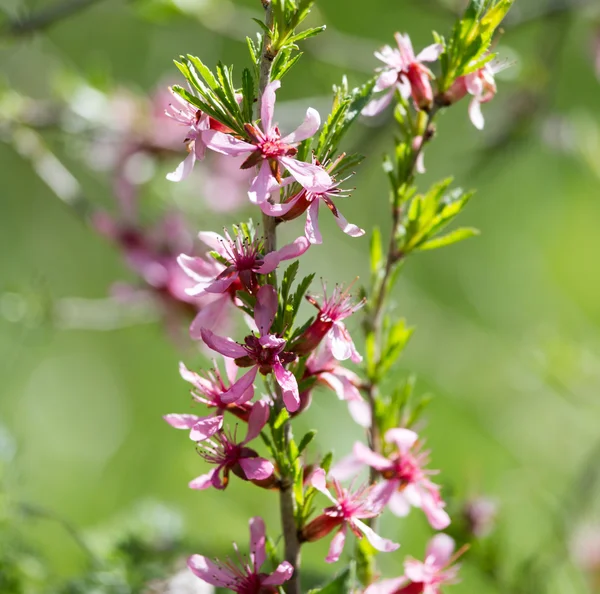 Natuur als achtergrond — Stockfoto