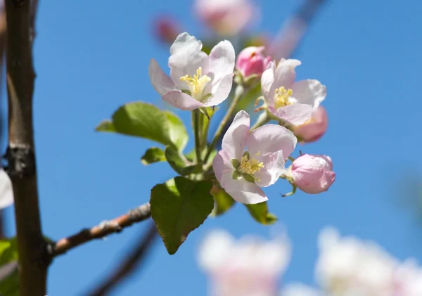 Natur som bakgrund — Stockfoto