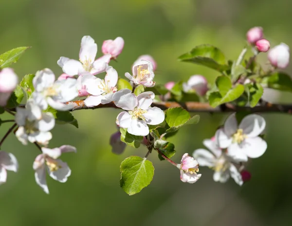 Natur als Hintergrund — Stockfoto