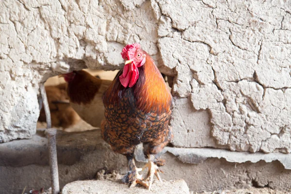 Coq à la ferme — Photo