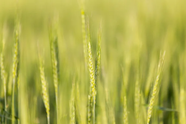 Natur als Hintergrund — Stockfoto