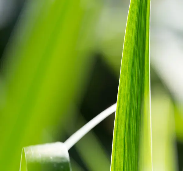 Natur als Hintergrund — Stockfoto