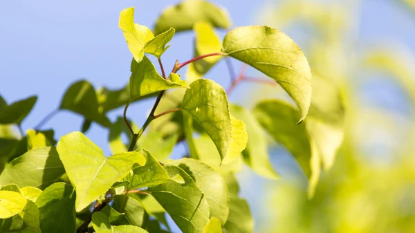 Nature as a background — Stock Photo, Image