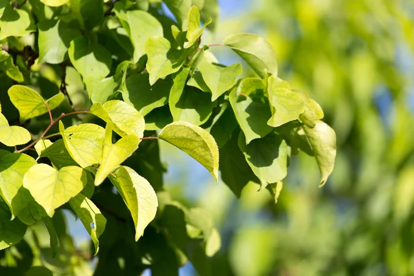 Natur som bakgrund — Stockfoto