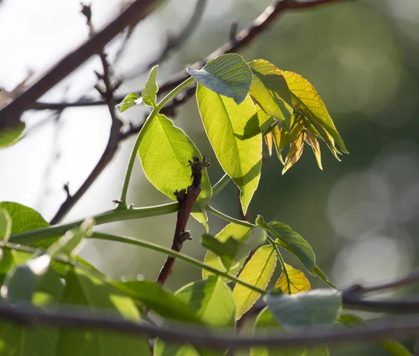 Zielone liście na drzewie w przyrodzie — Zdjęcie stockowe