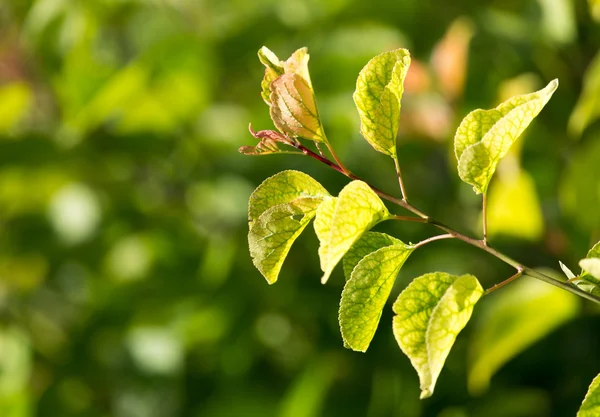 Hojas verdes en el árbol en la naturaleza — Foto de Stock