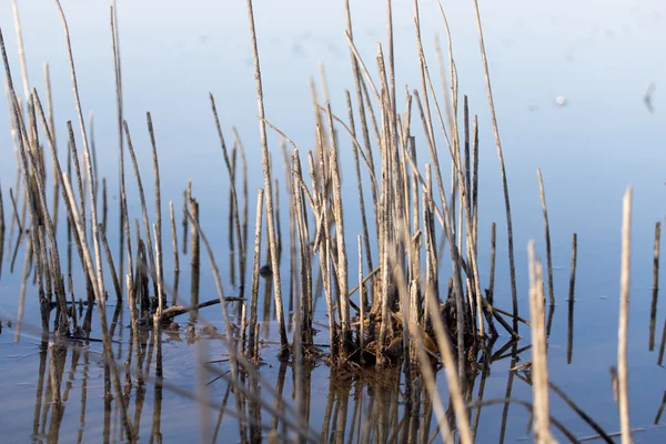 La naturaleza como fondo — Foto de Stock