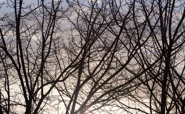 Ramas desnudas de árboles al sol del amanecer — Foto de Stock