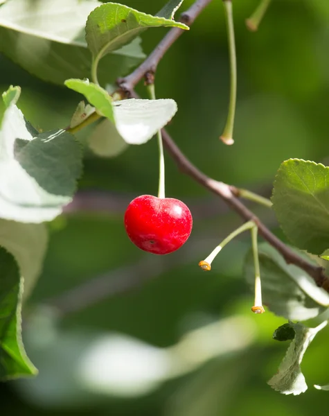 Cherry on the tree in nature — Stock Photo, Image