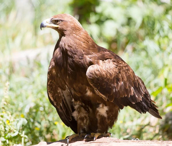 Retrato de un águila en la naturaleza — Foto de Stock