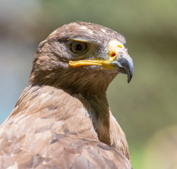 Portrait of an eagle in nature — Stock Photo, Image