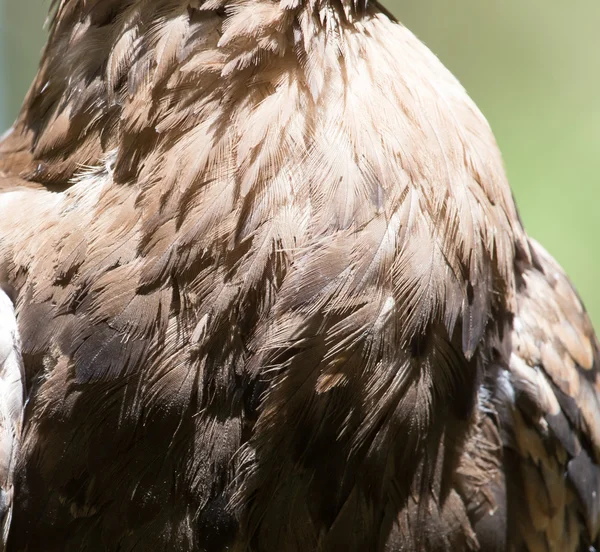 Plumas de águila como fondo — Foto de Stock