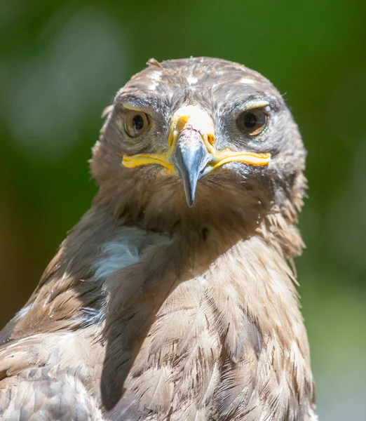 Portrait of an eagle in nature — Stock Photo, Image