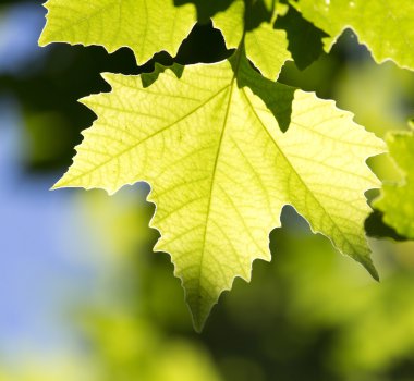 Güzel akçaağaç yaprakları doğada