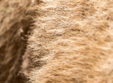 arka plan olarak deve yün