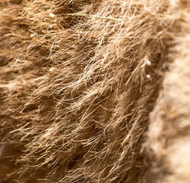 arka plan olarak deve yün