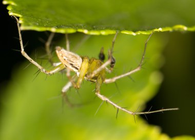 Örümcek web üzerinde. Kapat