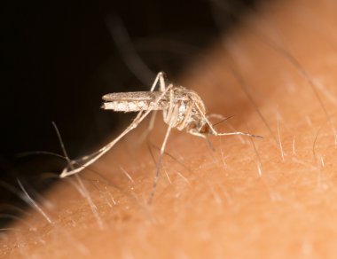 bir sivrisinek cilt üzerinde. Kapat