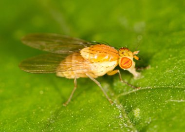 doğada sinek. Kapat