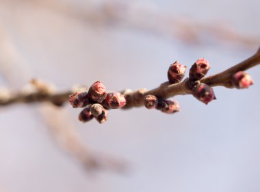 çiçek bud bir ağaç üzerinde