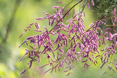 doğada mavi çiçekler