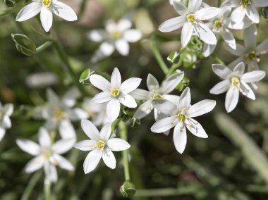 kardelen çiçek doğada. Kapat