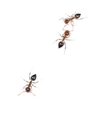 Karıncalar üzerinde beyaz bir duvar. Kapat