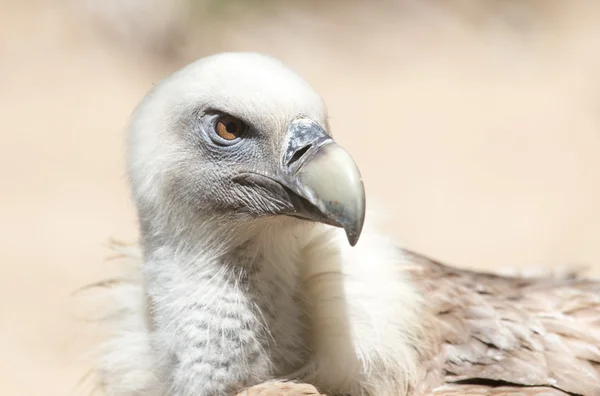 Retrato del buitre en la naturaleza — Foto de Stock