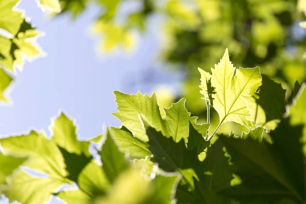 Prachtige esdoorn bladeren in de natuur — Stockfoto