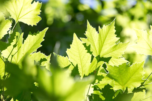 Prachtige esdoorn bladeren in de natuur — Stockfoto