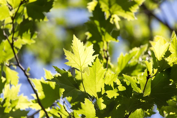 Belle foglie d'acero in natura — Foto Stock