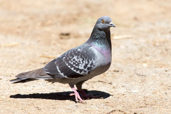 地面に鳩 — ストック写真