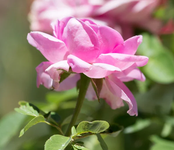 Red rose in nature — Stock Photo, Image