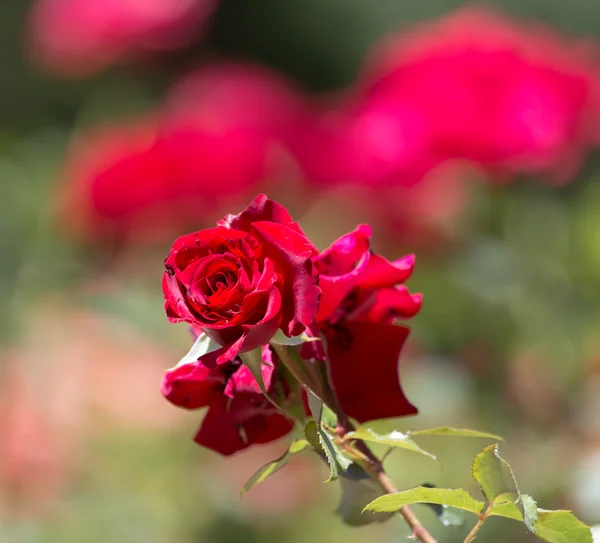 Rudá růže v přírodě — Stock fotografie
