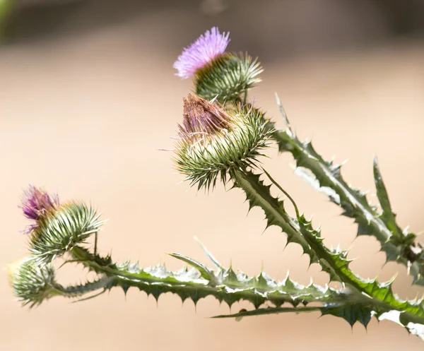 Taggig växt i naturen — Stockfoto