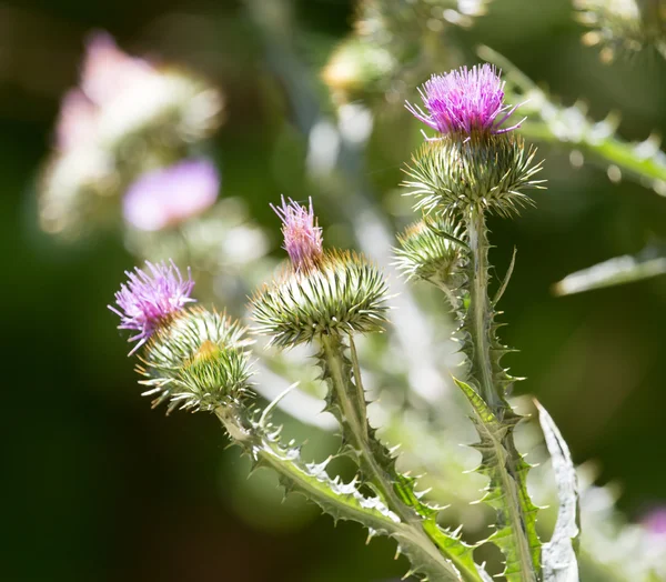 Taggig växt i naturen — Stockfoto