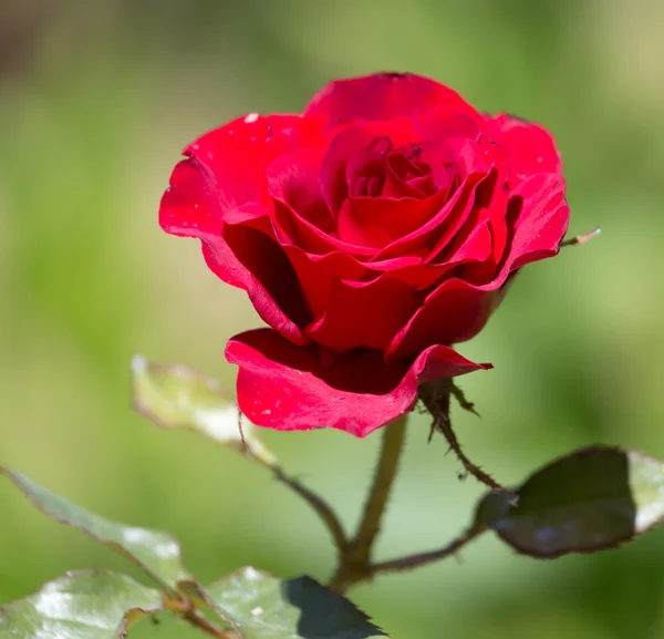 Rosa rossa in natura — Foto Stock