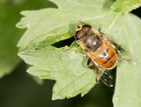 Biene in der Natur. schließen — Stockfoto