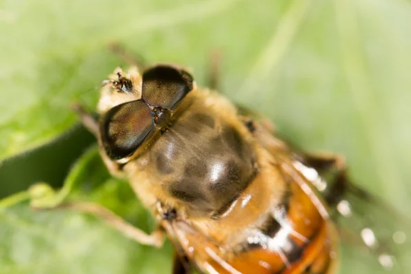 Méhek a természetben. zár — Stock Fotó