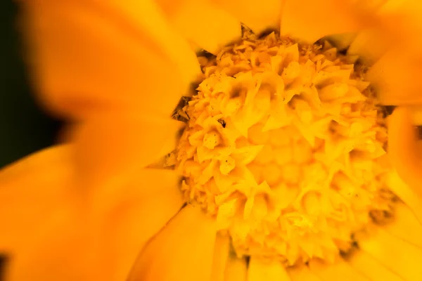 Fleur orange dans la nature. fermer — Photo